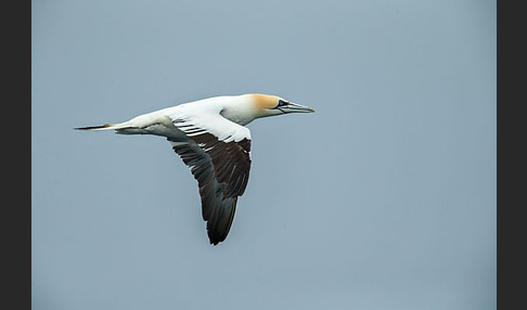 Basstölpel (Morus bassanus)