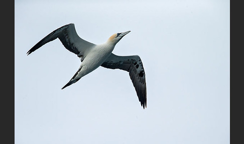 Basstölpel (Morus bassanus)