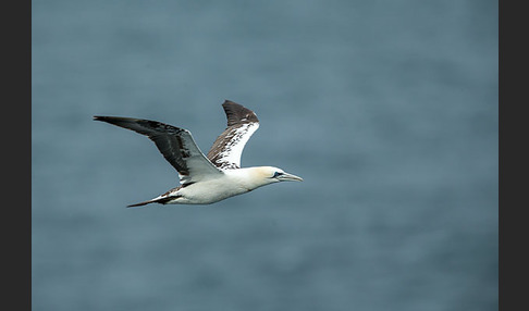 Basstölpel (Morus bassanus)