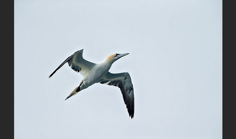 Basstölpel (Morus bassanus)