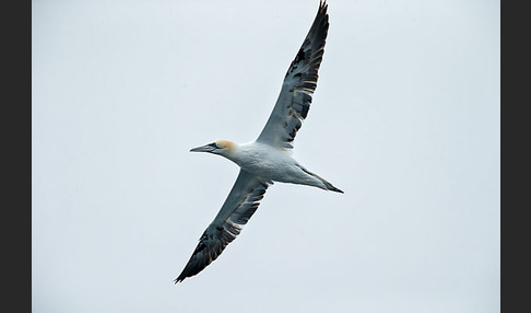 Basstölpel (Morus bassanus)