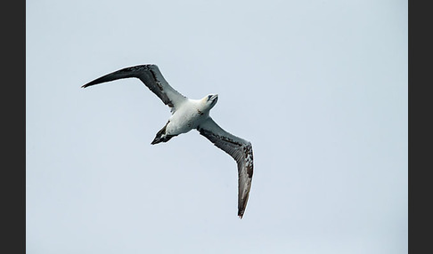 Basstölpel (Morus bassanus)