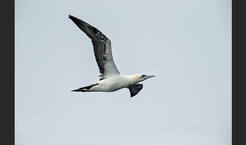 Basstölpel (Morus bassanus)