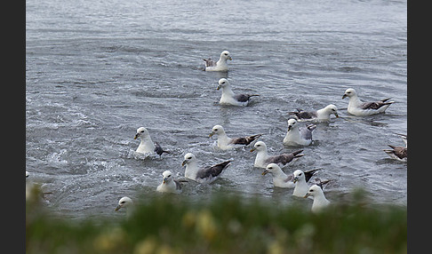 Eissturmvogel (Fulmarus glacialis)