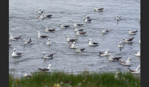 Eissturmvogel (Fulmarus glacialis)