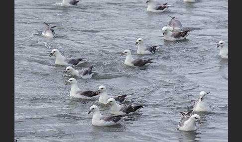 Eissturmvogel (Fulmarus glacialis)