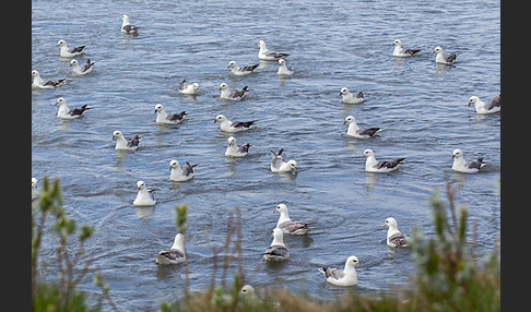 Eissturmvogel (Fulmarus glacialis)