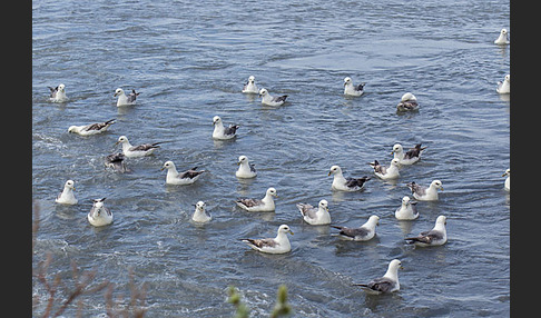 Eissturmvogel (Fulmarus glacialis)