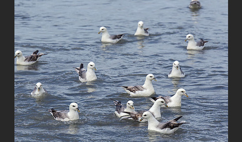 Eissturmvogel (Fulmarus glacialis)