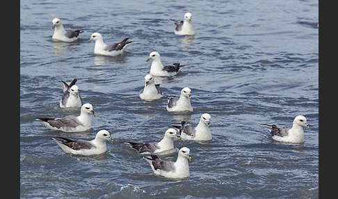 Eissturmvogel (Fulmarus glacialis)