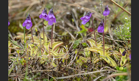 Gemeines Fettkraut (Pinguicula vulgaris)