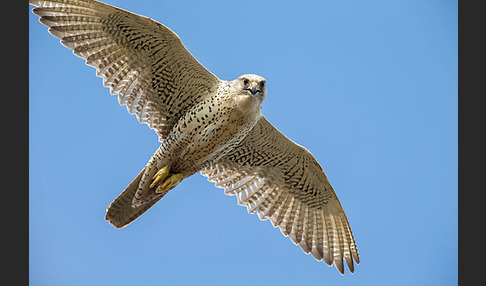 Gerfalke (Falco rusticolus)