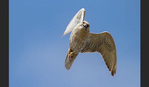 Gerfalke (Falco rusticolus)