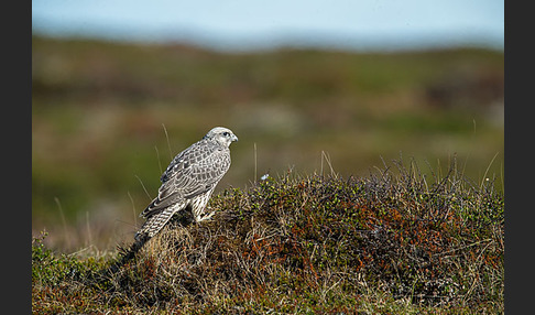 Gerfalke (Falco rusticolus)