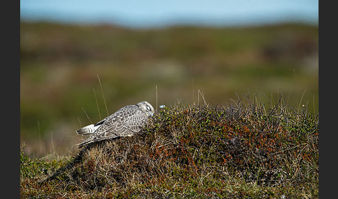 Gerfalke (Falco rusticolus)