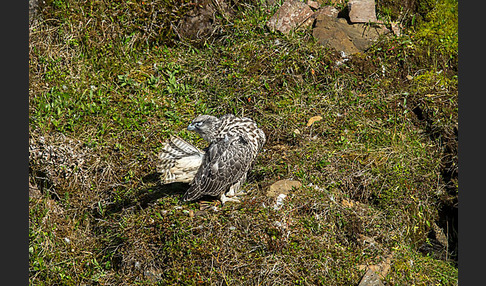 Gerfalke (Falco rusticolus)