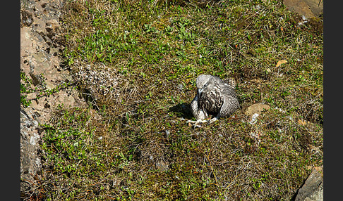 Gerfalke (Falco rusticolus)