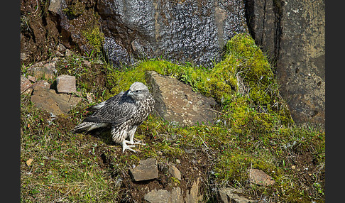 Gerfalke (Falco rusticolus)