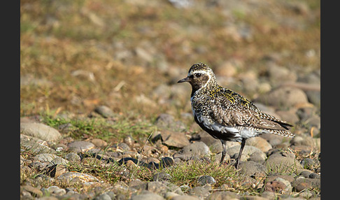 Goldregenpfeifer (Pluvialis apricaria)