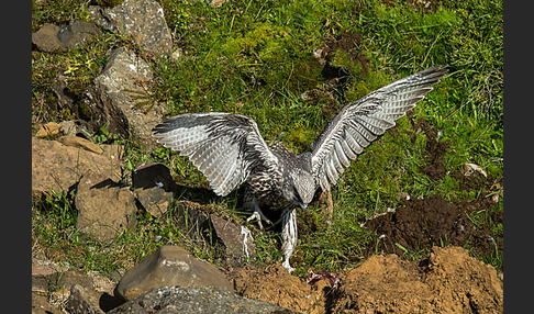 Gerfalke (Falco rusticolus)