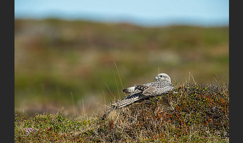 Gerfalke (Falco rusticolus)