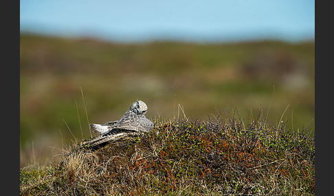 Gerfalke (Falco rusticolus)