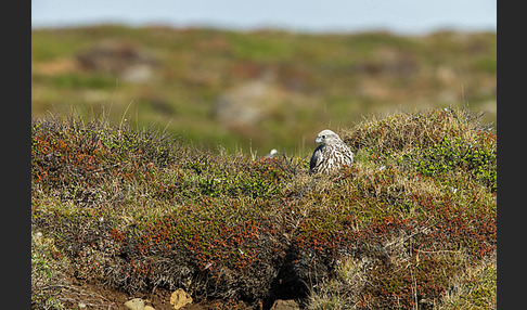 Gerfalke (Falco rusticolus)