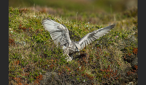 Gerfalke (Falco rusticolus)