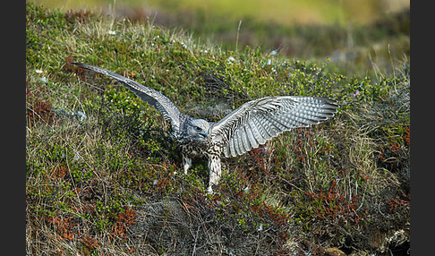 Gerfalke (Falco rusticolus)