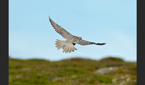 Gerfalke (Falco rusticolus)