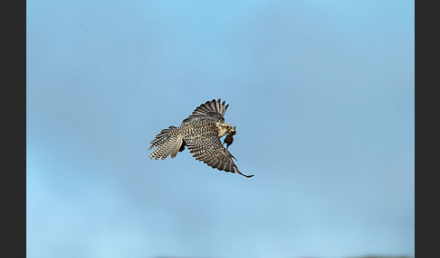 Uferschnepfe (Limosa limosa)