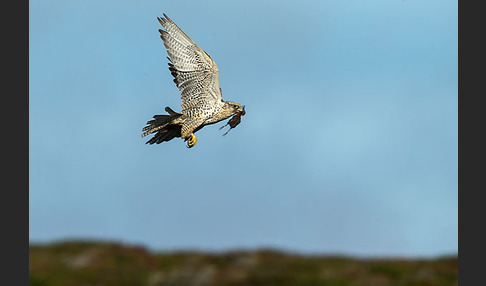 Uferschnepfe (Limosa limosa)