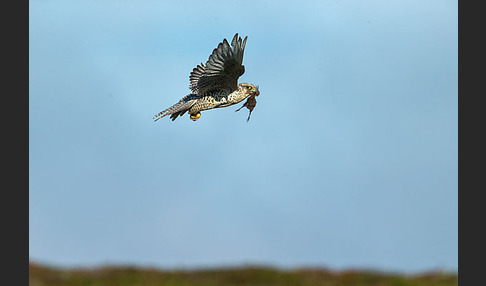 Uferschnepfe (Limosa limosa)