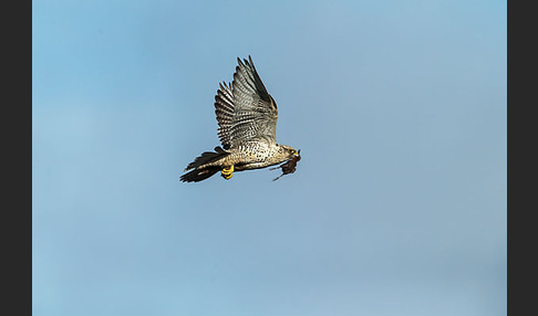 Uferschnepfe (Limosa limosa)