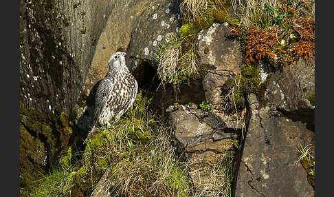 Gerfalke (Falco rusticolus)