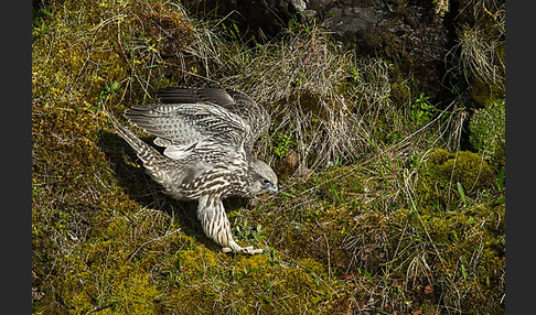 Gerfalke (Falco rusticolus)