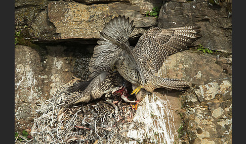 Gerfalke (Falco rusticolus)