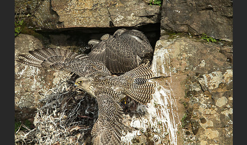 Gerfalke (Falco rusticolus)