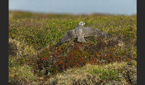 Gerfalke (Falco rusticolus)