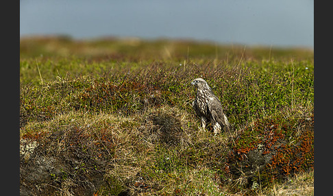 Gerfalke (Falco rusticolus)