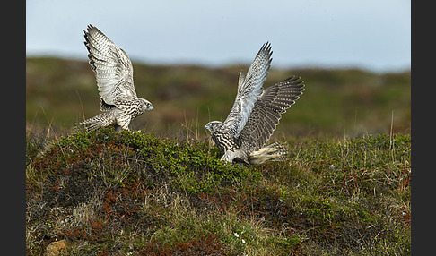 Gerfalke (Falco rusticolus)