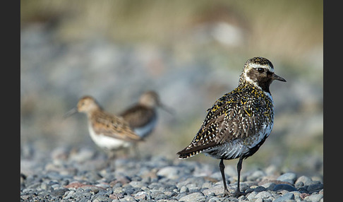 Alpenstrandläufer (Calidris alpina)