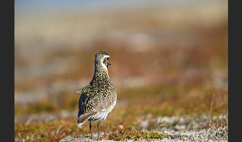 Goldregenpfeifer (Pluvialis apricaria)