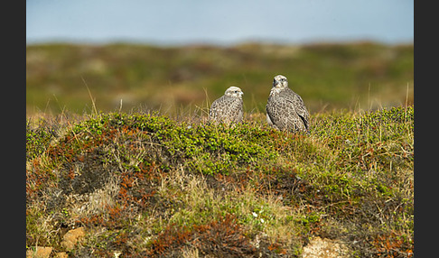 Gerfalke (Falco rusticolus)