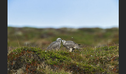 Gerfalke (Falco rusticolus)