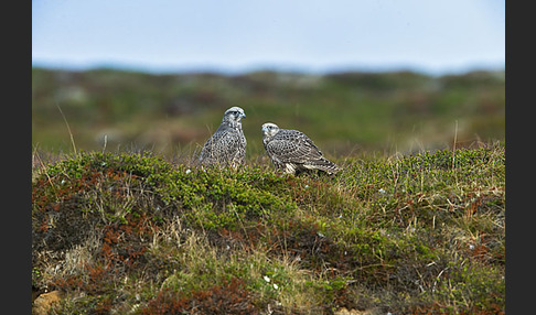 Gerfalke (Falco rusticolus)