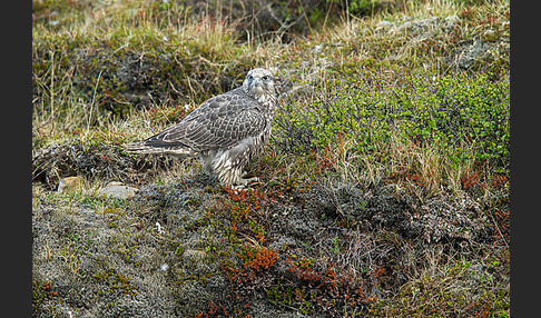 Gerfalke (Falco rusticolus)