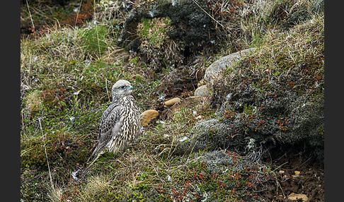 Gerfalke (Falco rusticolus)