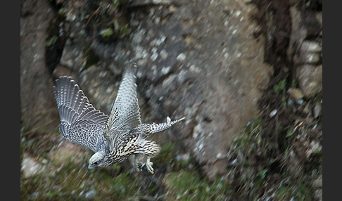 Gerfalke (Falco rusticolus)