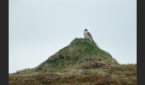 Gerfalke (Falco rusticolus)